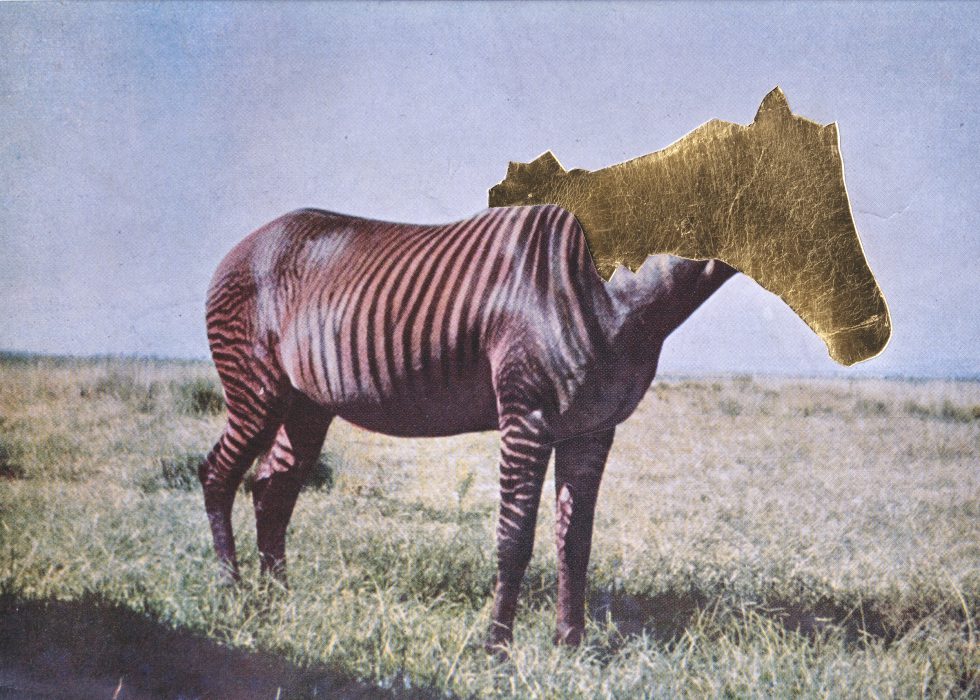 Burz_7_wildeshores_2021