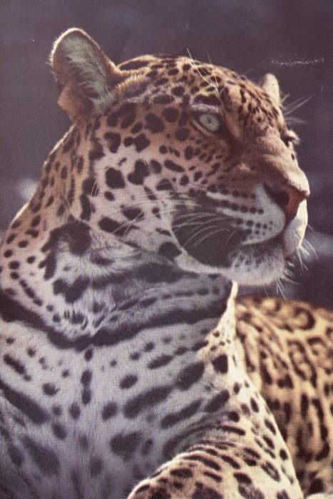 Naturbücher_2_20218275